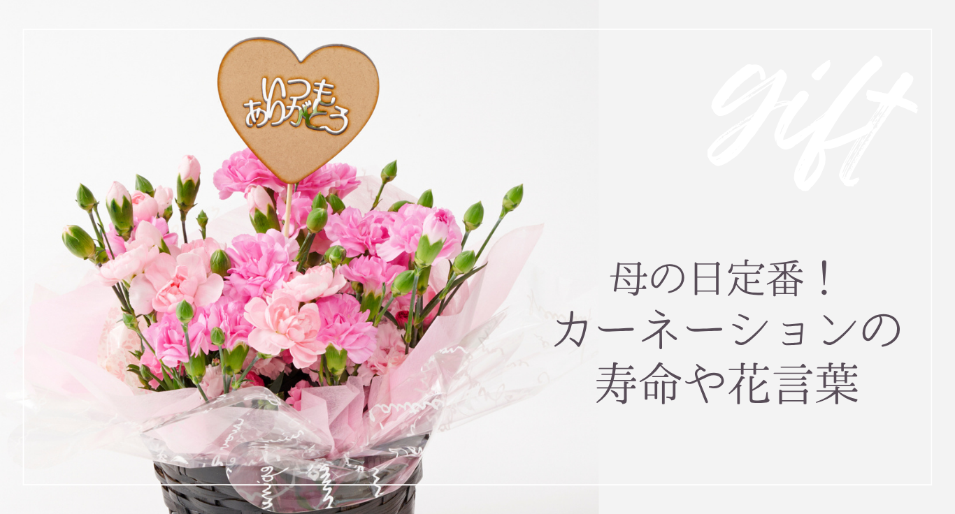 プレゼントに人気なカーネーションの日持ちや色別の花言葉