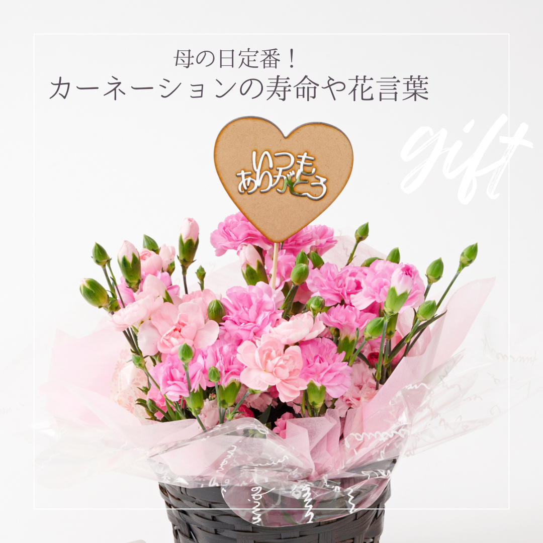 プレゼントに人気なカーネーションの日持ちや色別の花言葉