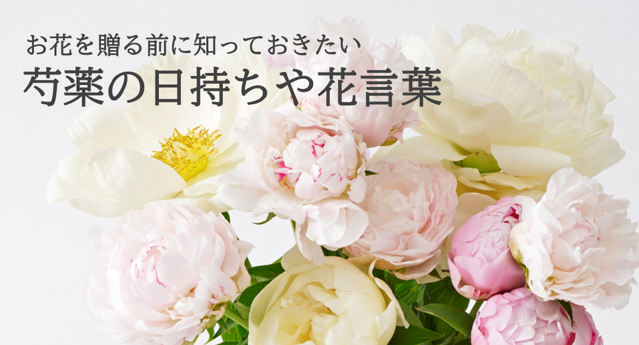 プレゼントに人気な芍薬（シャクヤク）の日持ちや色別の花言葉