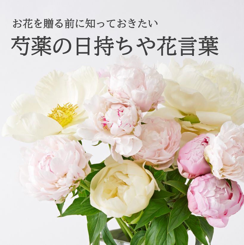 プレゼントに人気な芍薬（シャクヤク）の日持ちや色別の花言葉