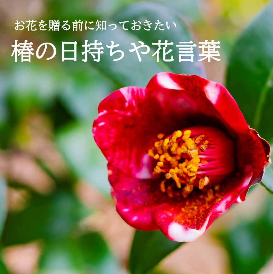 プレゼントに人気な椿の日持ちや色別の花言葉