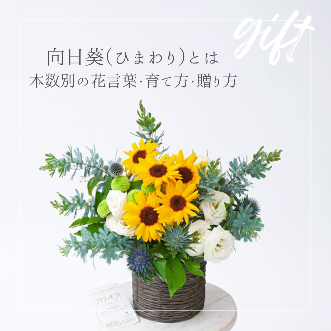向日葵