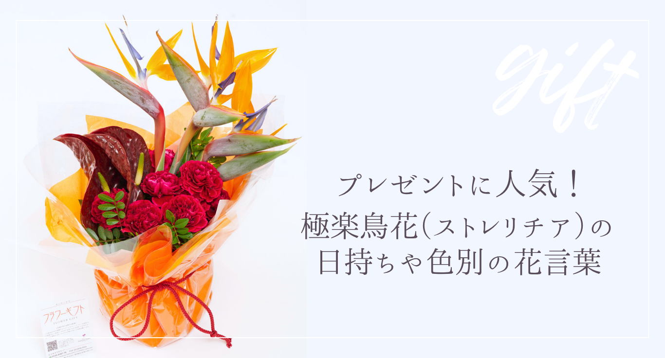 プレゼントに人気な極楽鳥花（ストレリチア）の日持ちや色別の花言葉