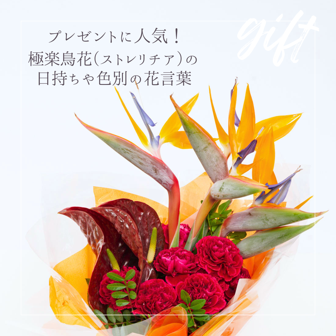 プレゼントに人気な極楽鳥花（ストレリチア）の日持ちや色別の花言葉