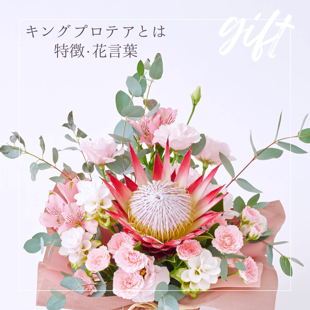 プロテアの花言葉や特徴を解説