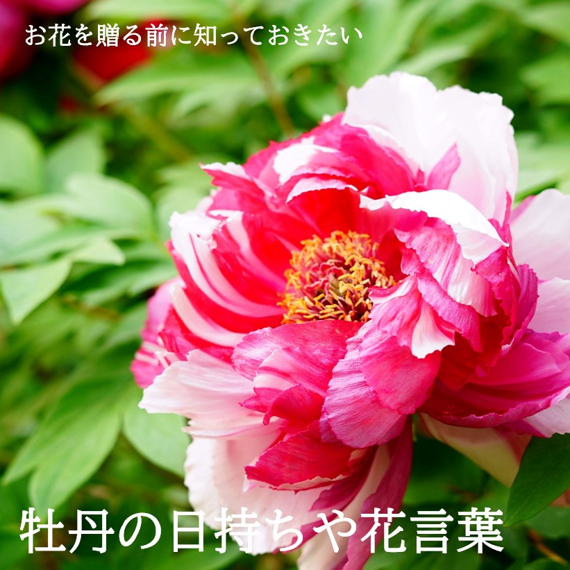 贈る前に知りたい！人気の牡丹（ボタン）の日持ちや色別の花言葉