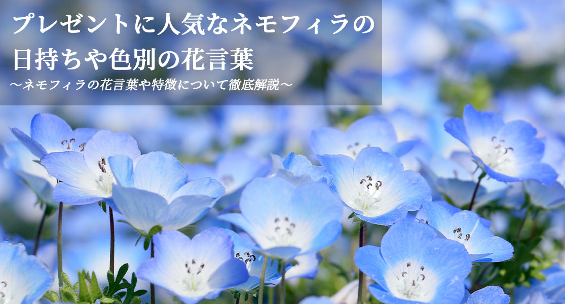 プレゼントに人気なネモフィラの日持ちや花言葉