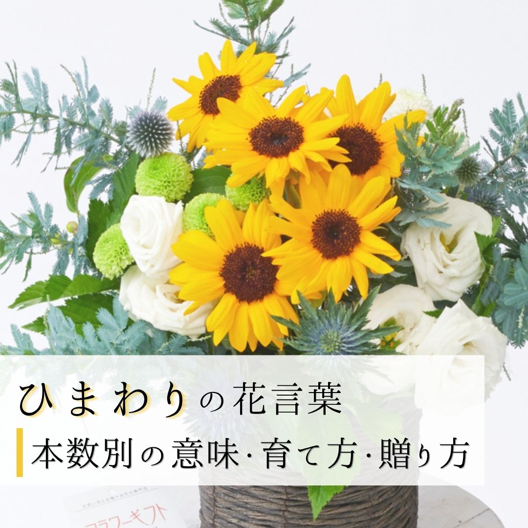 向日葵（ひまわり）の花言葉｜本数別の意味・育て方・贈り方