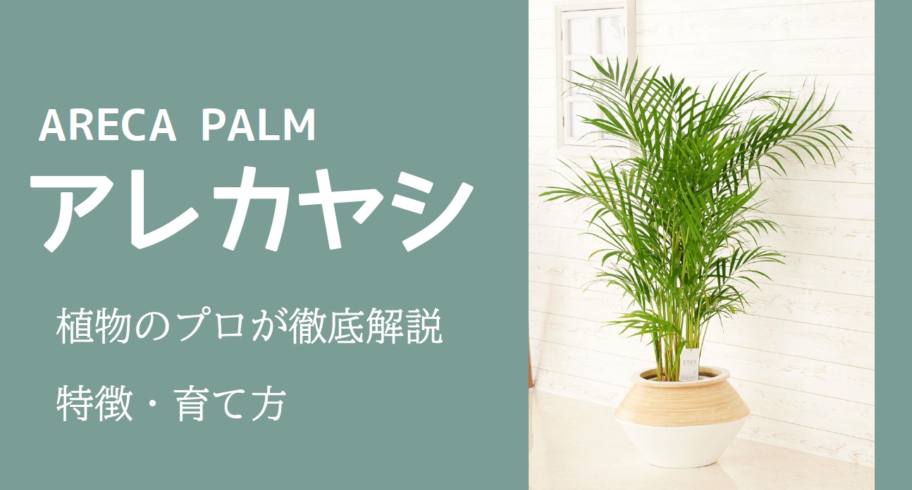 アレカヤシ　商品イメージ