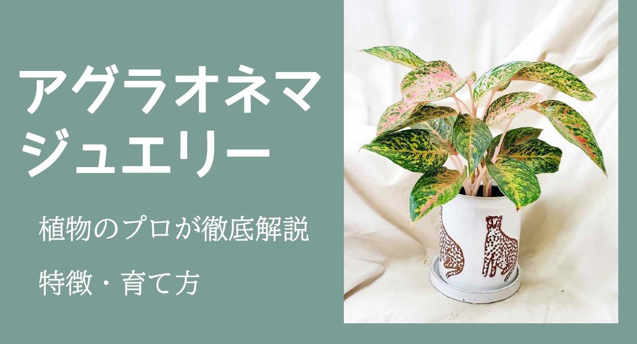 アグラオネマジュエリー　商品イメージ