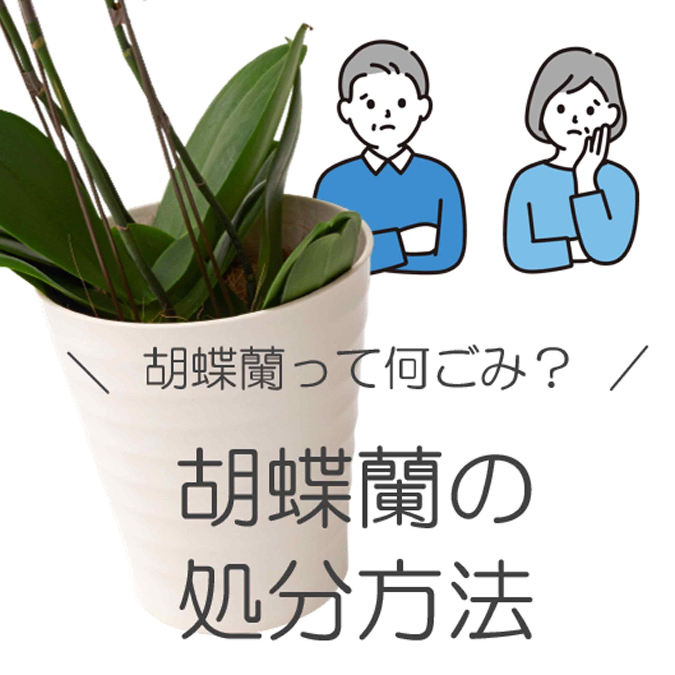 胡蝶蘭の処分方法