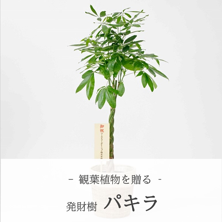 ＜贈答用観葉植物＞パキラ（発財樹）を贈る