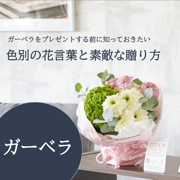 プレゼントに人気なガーベラの日持ちや色別の花言葉