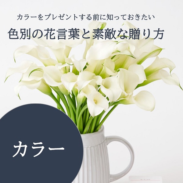 カラーをプレゼントする前に知っておきたい色別の花言葉と素敵な贈り方