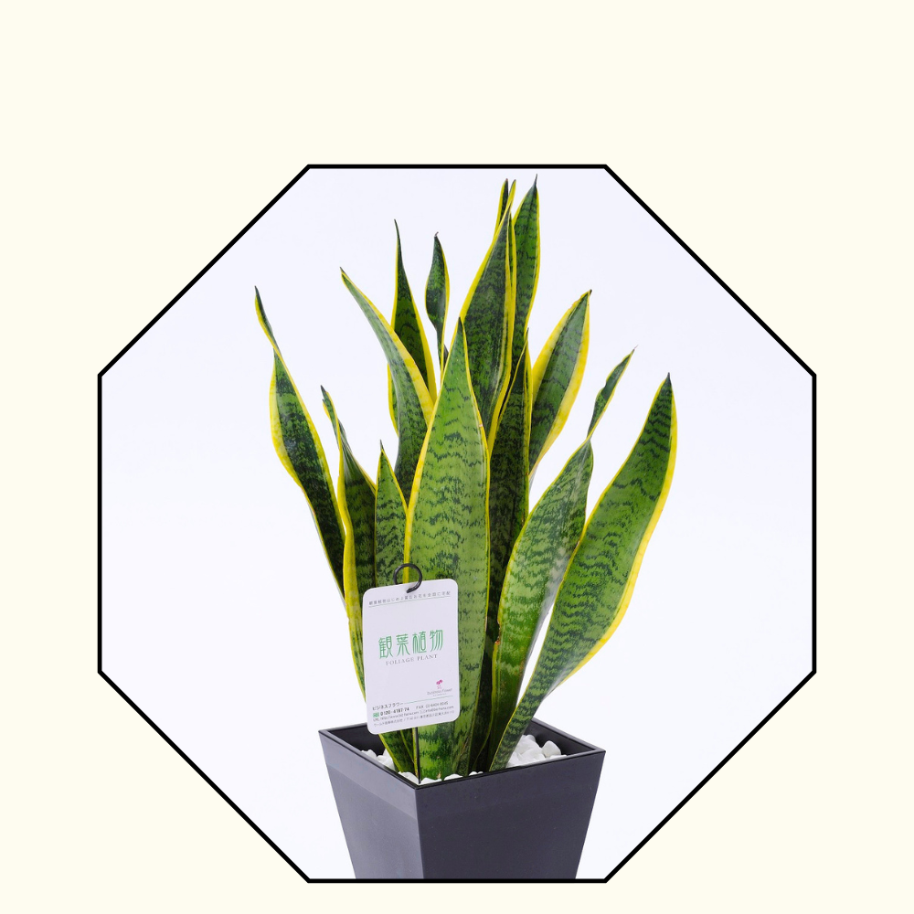 観葉植物