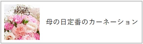 母の日定番のカーネーション