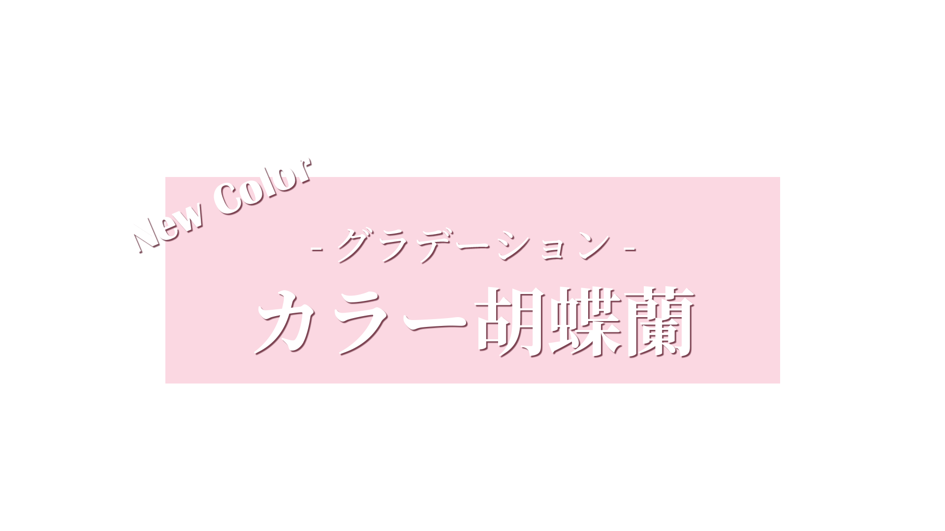 グラデーション胡蝶蘭