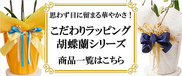 「こだわりラッピング胡蝶蘭」シリーズのご案内