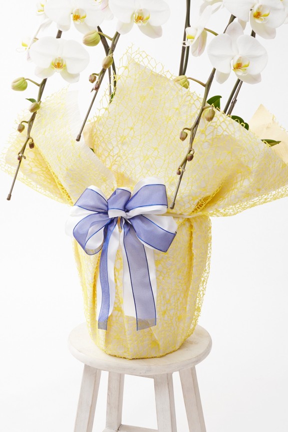 こだわりラッピング［レモンソルベ］