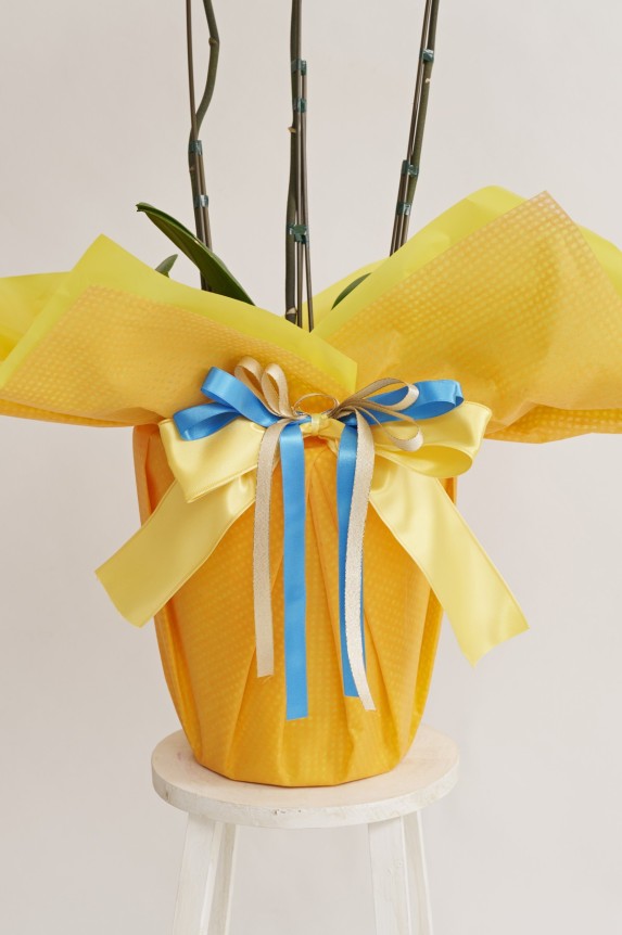 こだわりラッピング［サニーオレンジ］