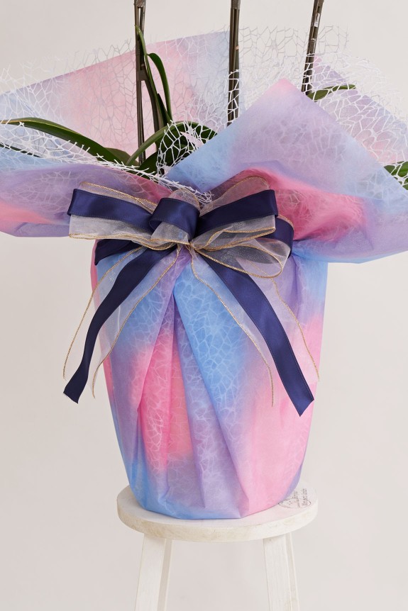 こだわりラッピング［宵涼み］