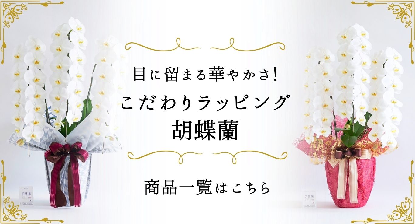 思わず目に留まる！ こだわりラッピング胡蝶蘭｜お祝い花の贈り物・プレゼントのフラワーギフトを専門に販売する通販サイト「hana（ハナ）」