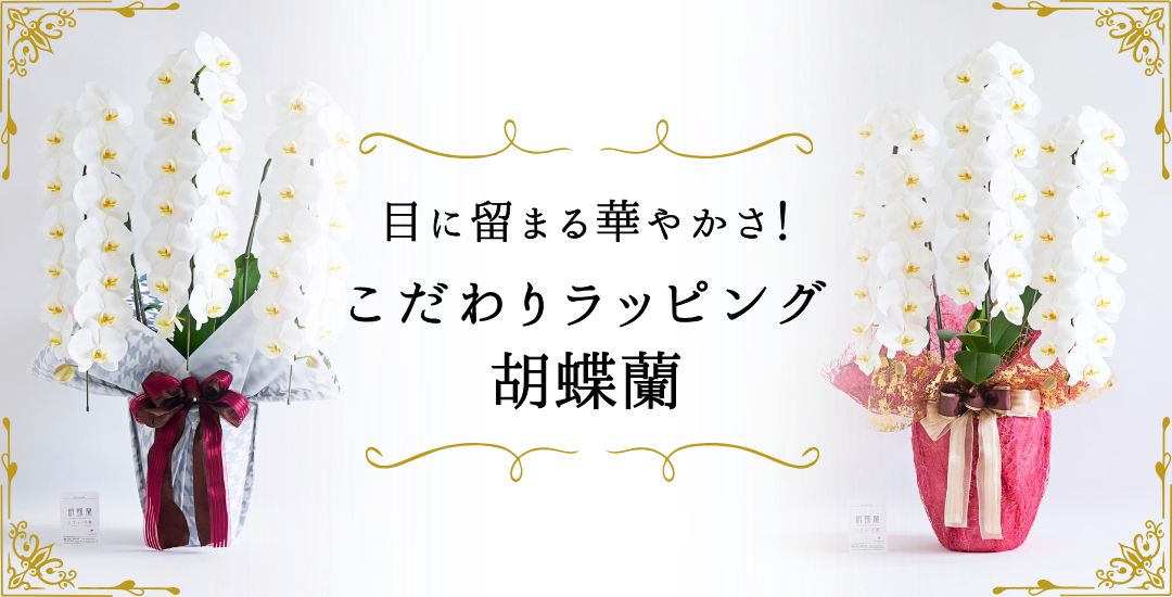 目に留まる華やかさ！こだわりラッピング【胡蝶蘭】